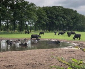 waterbuffel boxtel