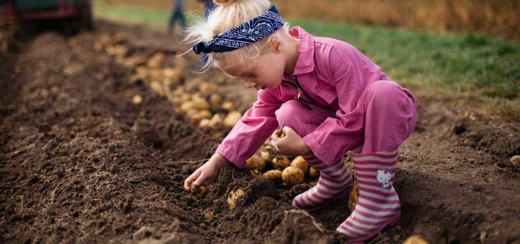 zelf aardappelen rooien plukken