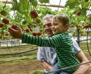 aardbeien-plukken-op-het-terras