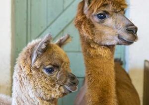 alpaca