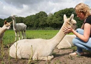 alpaca-boerderij