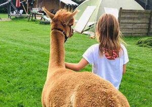 alpaca-wandelen
