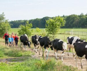 bosrand-farmcamps-koeien-naar-de-wei-brengen