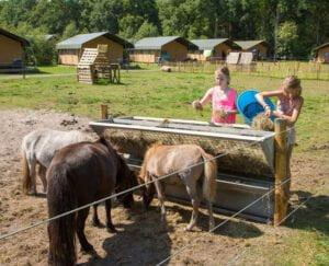 bosrand-farmcamps-paarden-verzorgen-eten-geven