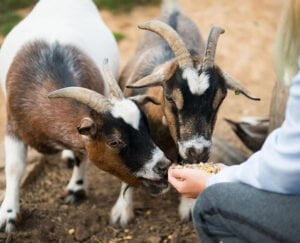de-verloren-kost-dieren-verzorgen7