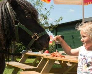 farmcamps-looveld-kamperen-bij-de-boer1
