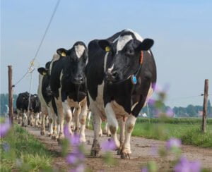 farmcamps-op-flakkee-koeien-helpen-bij-de-boer1