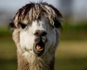 farmcamps-vorstenbosch-alpacaboerderij2