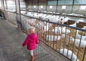 geitjes-kijken-mekkerstee