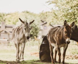 hoeve-brugge-boerenbed-ezel