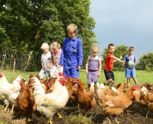 hoeve-sonneclaer-kippen-verzorgen-boer-helpen
