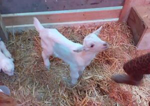 lammetjes-knuffelen-zeeland