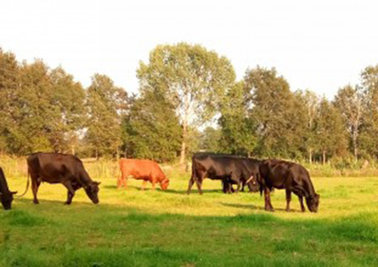 rundvlees-black-angus-koeien