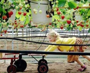 zelf-aardbeien-plukken-pluktuin-rijsbergen