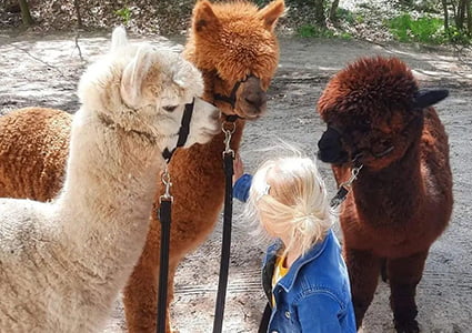 alpa-rouveen-alpaca's