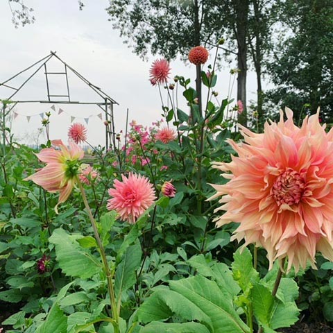 pluktuin zeeland zjevernie (6)